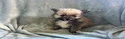 Pomeranian dogs for sale: TOBIS - Ad 7