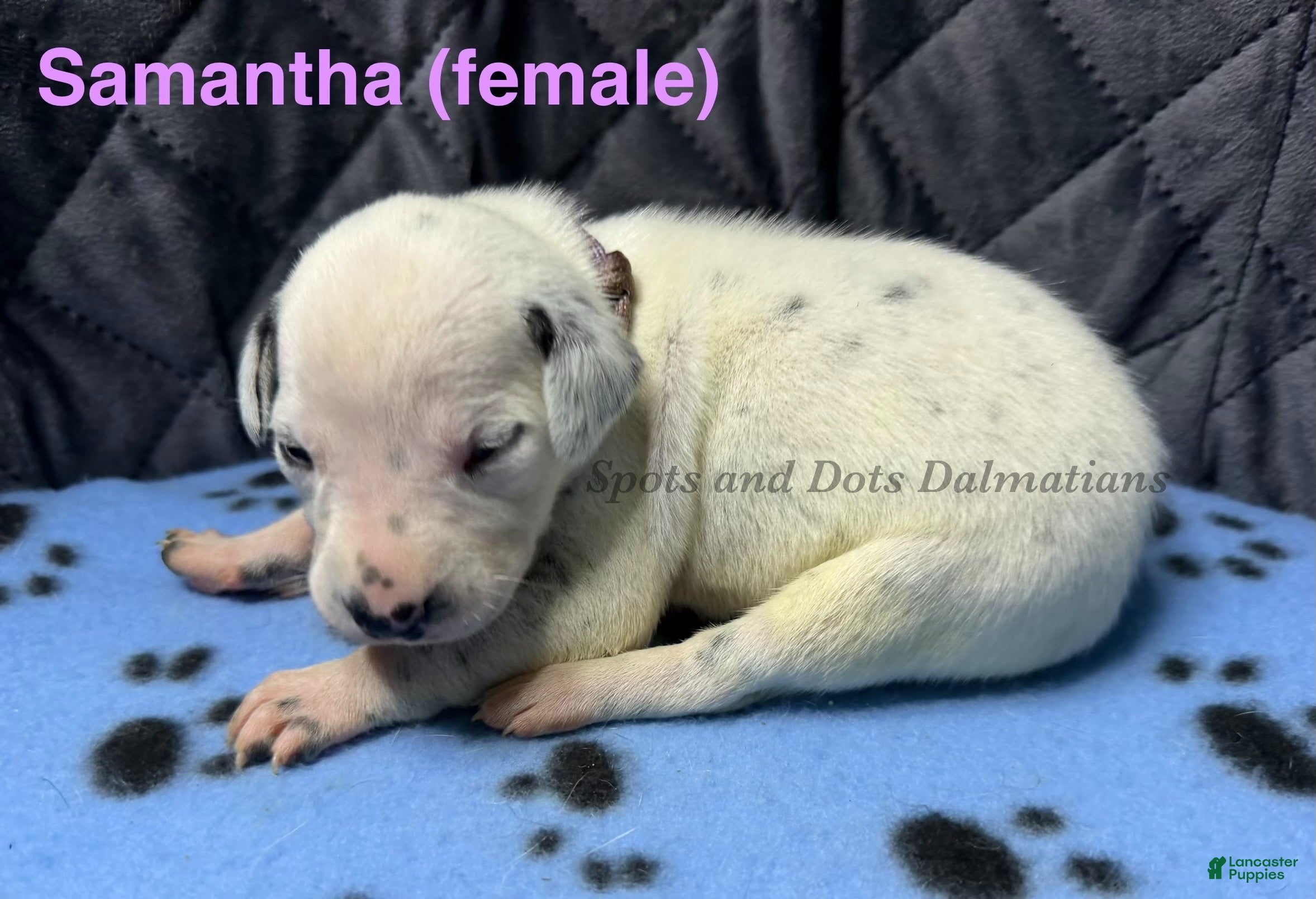 Dalmatian dogs Samantha - Ad 1