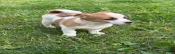 Mixed Breed dogs for sale: Summer - Ad 3