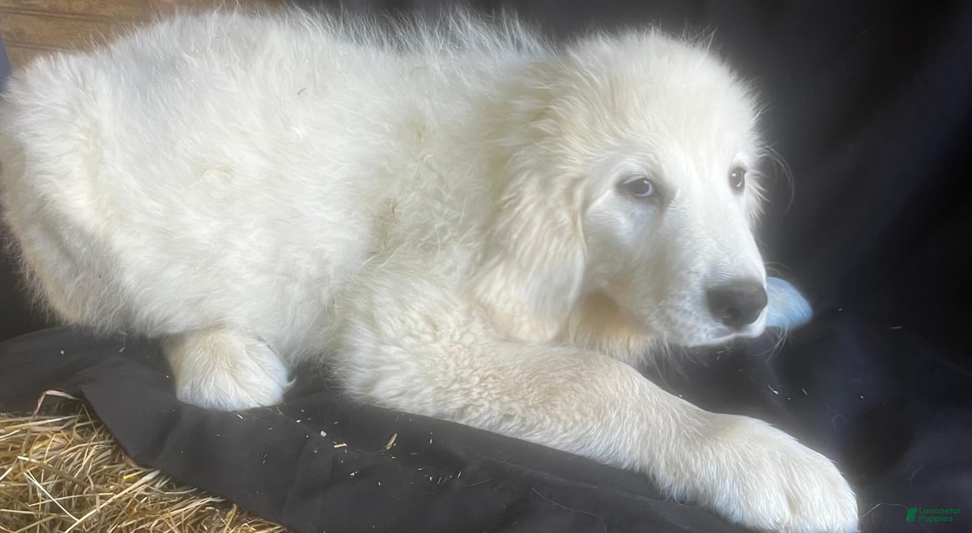 Great Pyrenees dogs for sale: Dutchess - Ad 1