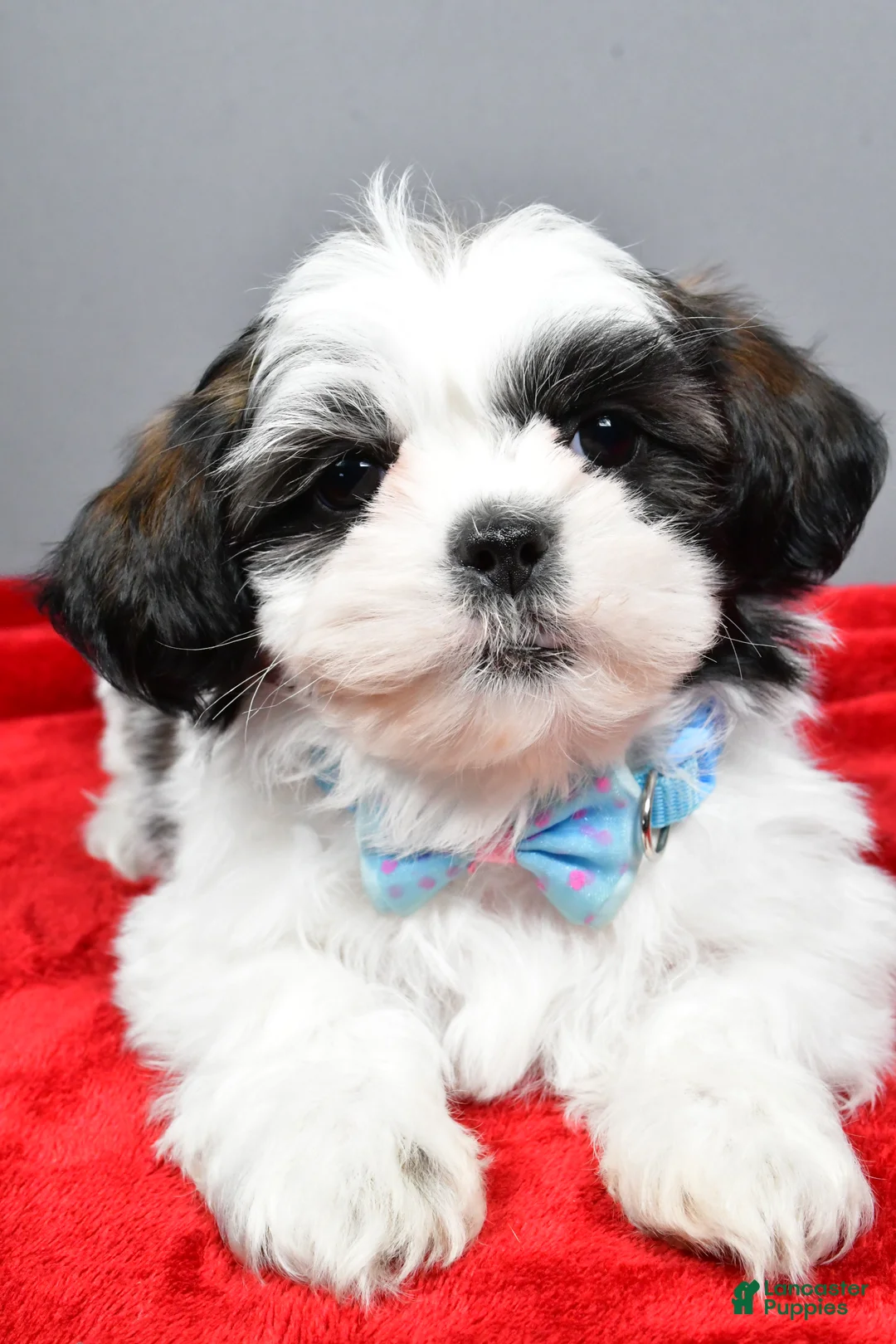 Shih Tzu dogs for sale: Anderson - Ad 4