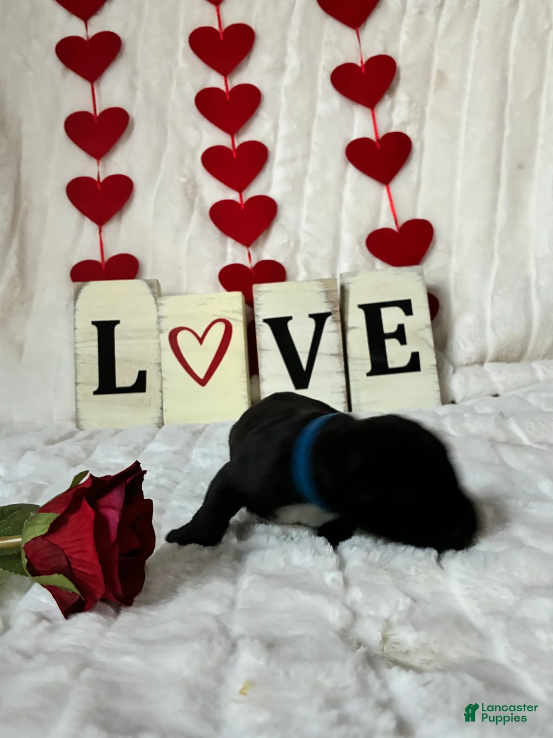 Great Dane dogs for sale: Great Dane Puppy 1 - Ad 1