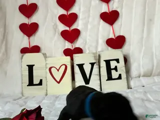 Great Dane dogs Great Dane Puppy 1 - Ad 40