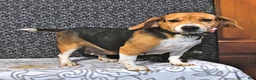 Puggle dogs for sale: Rickie - Ad 6