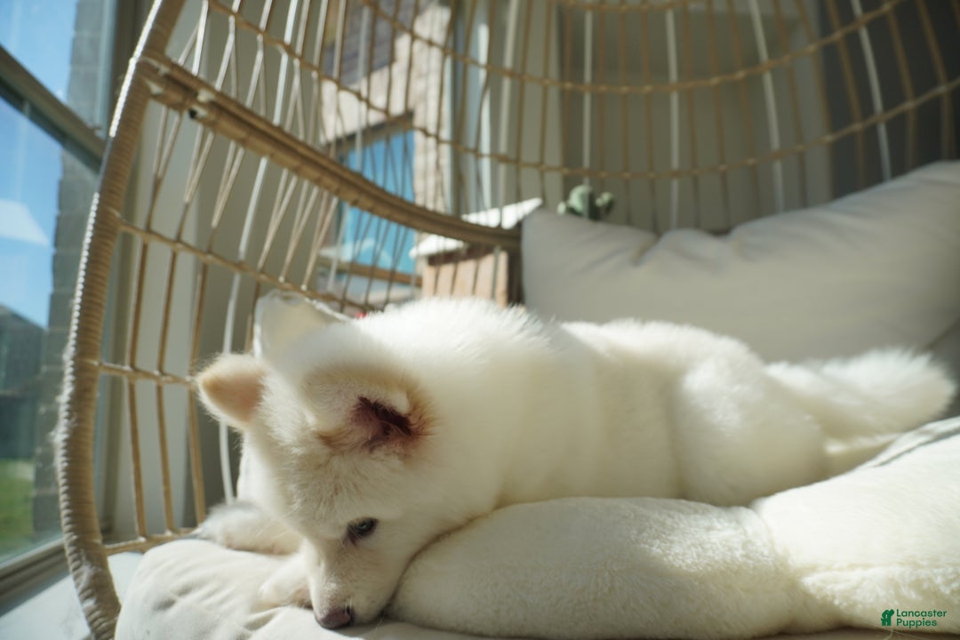 Alaskan Malamute dogs for sale: Nan Nan - Ad 6