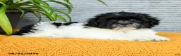 Teddy Bear dogs for sale: Hazel - Ad 3