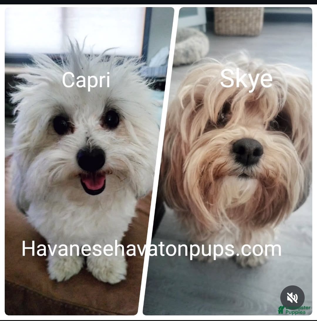 Mixed Breed dogs for sale: Orzo - Ad 8