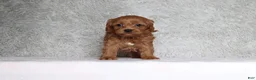Cavapoo dogs for sale: Bella - Ad 1