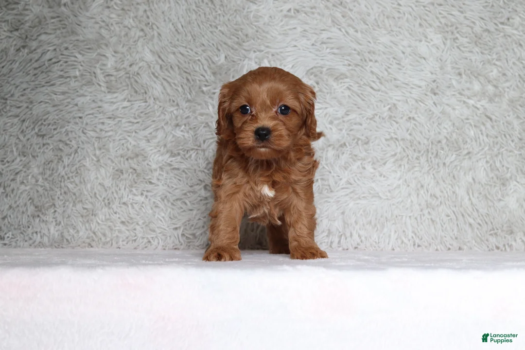Cavapoo dogs for sale: Bella - Ad 1