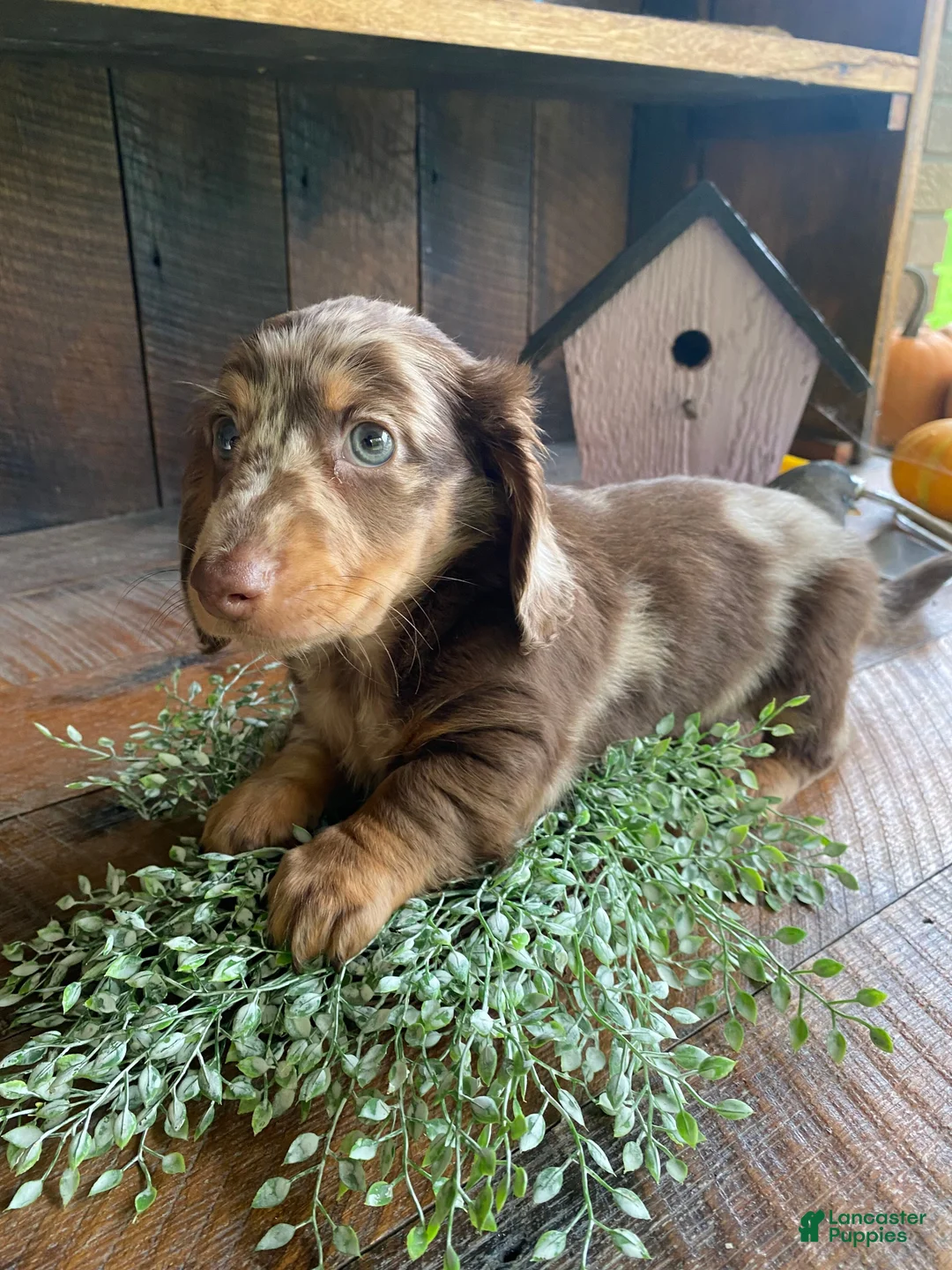 Miniature Dachshund dogs for sale: Lola - Ad 2