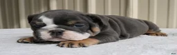 English Bulldog dogs for sale: Bailey  - Ad 3