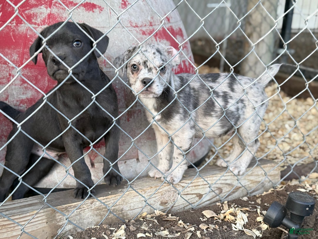 Mixed Breed dogs for sale: Bakunin (Kuni) - Ad 10