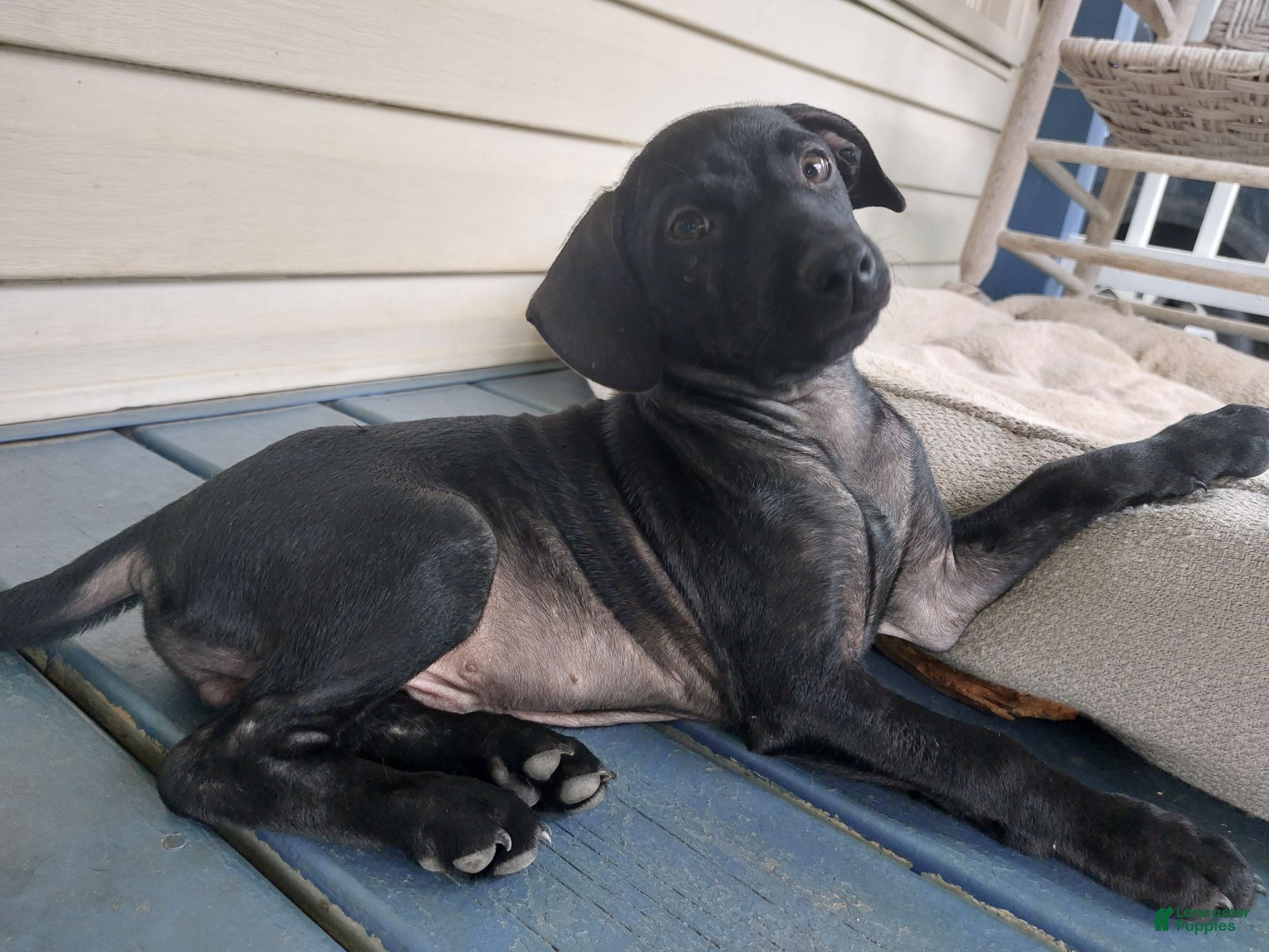 Mixed Breed dogs Jet black puppy - Ad 7