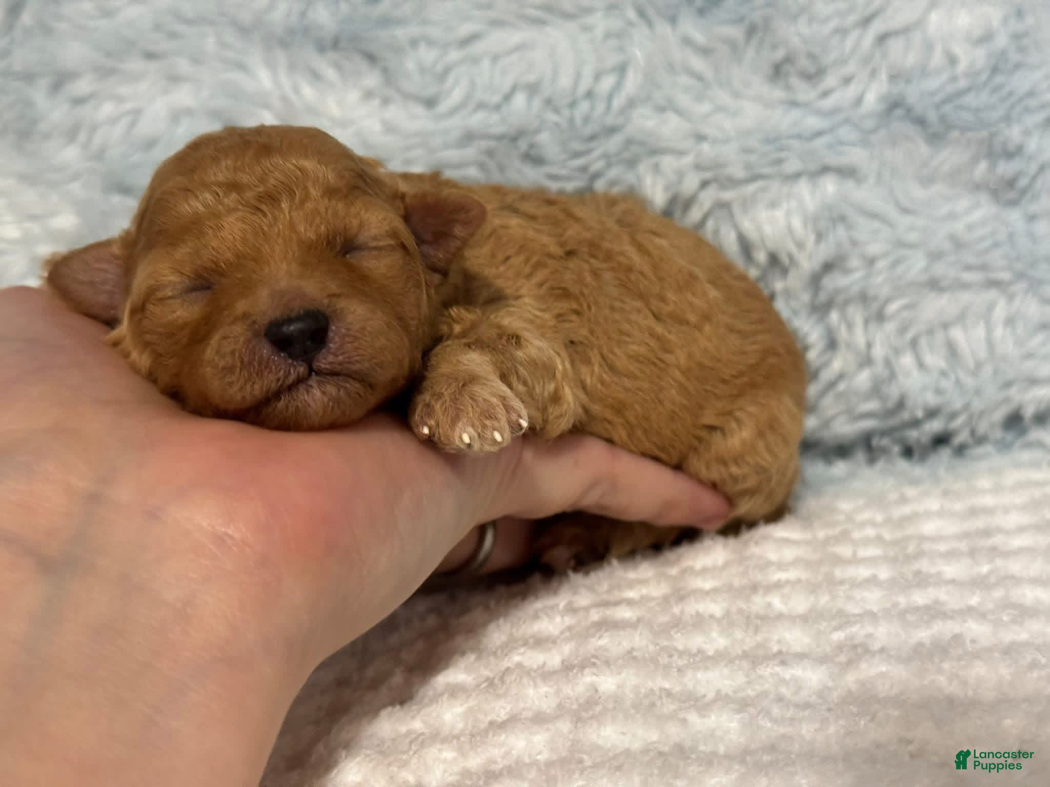 Toy Poodle dogs  Tank - Ad 12