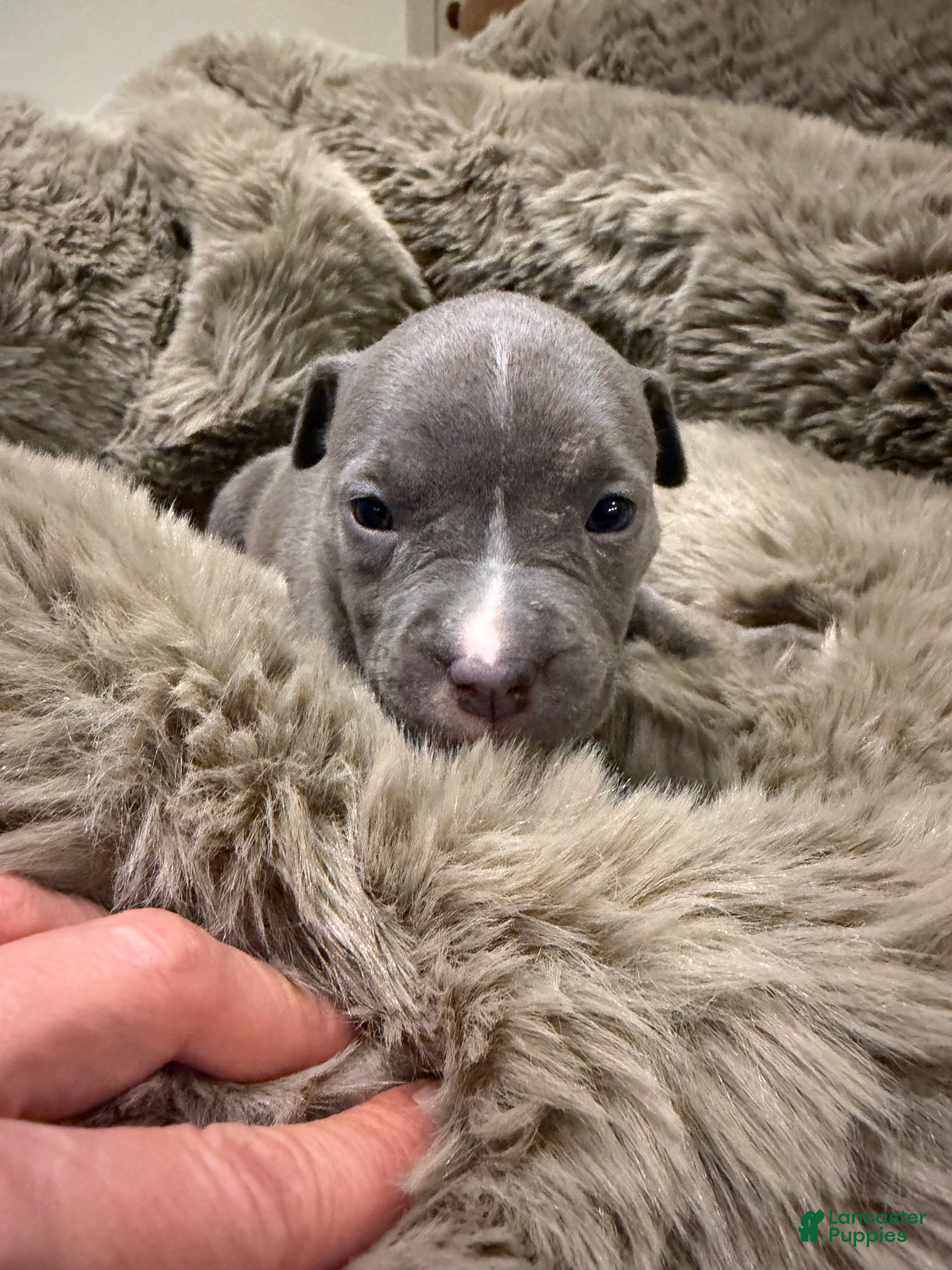 American Bully dogs Lady - Ad 1