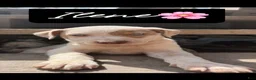 Mixed Breed dogs for sale: Ilene - Ad 3