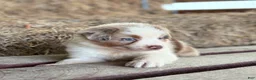 Australian Shepherd dogs for sale: Banks - Ad 8