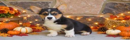 Welsh Corgi Pembroke dogs for sale: Striker - Ad 2