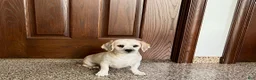Lhasa Apso dogs for sale: Teddy - Ad 4