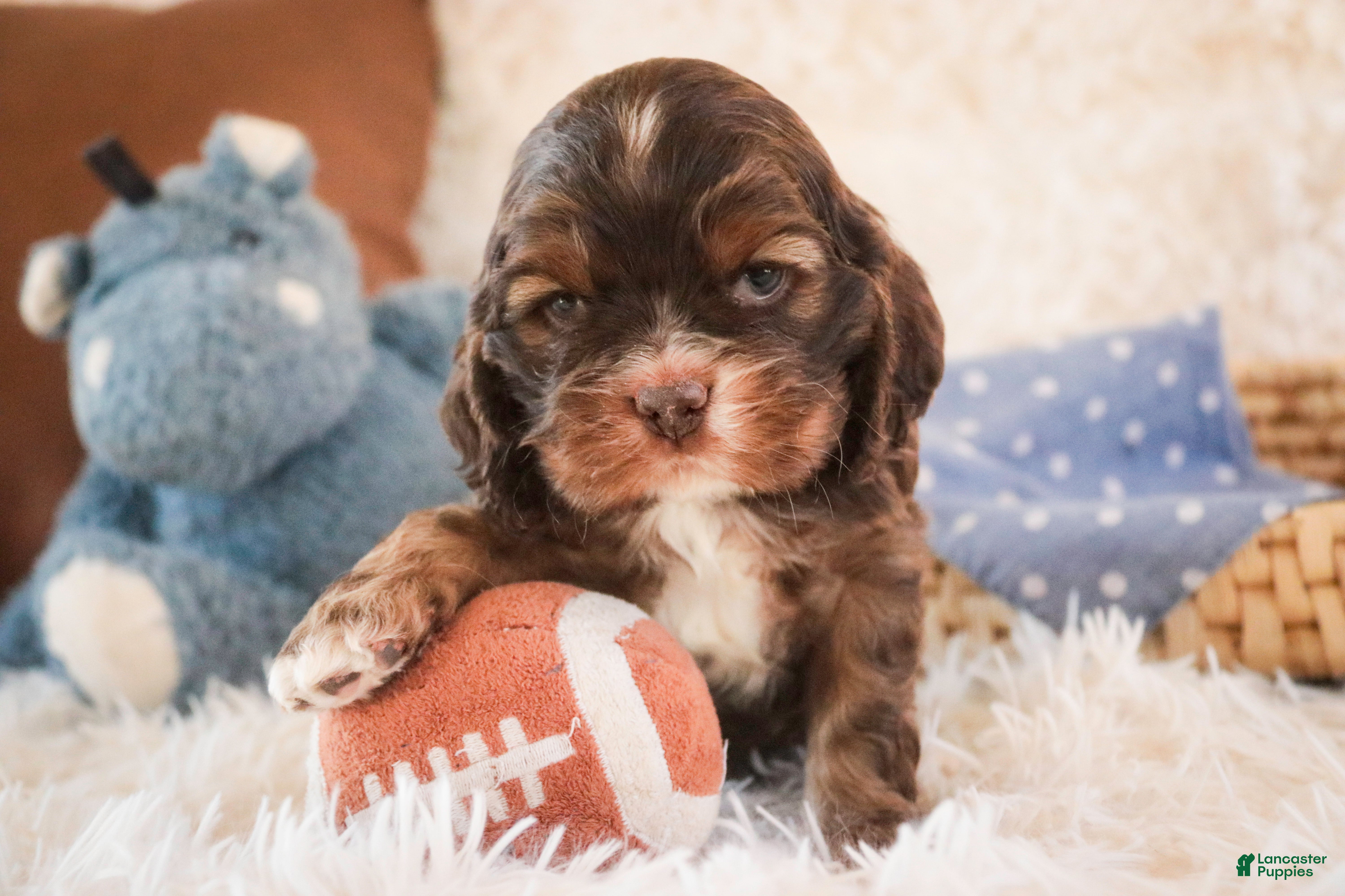 Cocker Spaniel dogs Cocoa - Ad 1