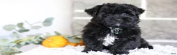 Yorkiepoo dogs for sale: Pixie - Ad 10