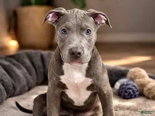 American Bully dogs AALIYAH - Ad 6