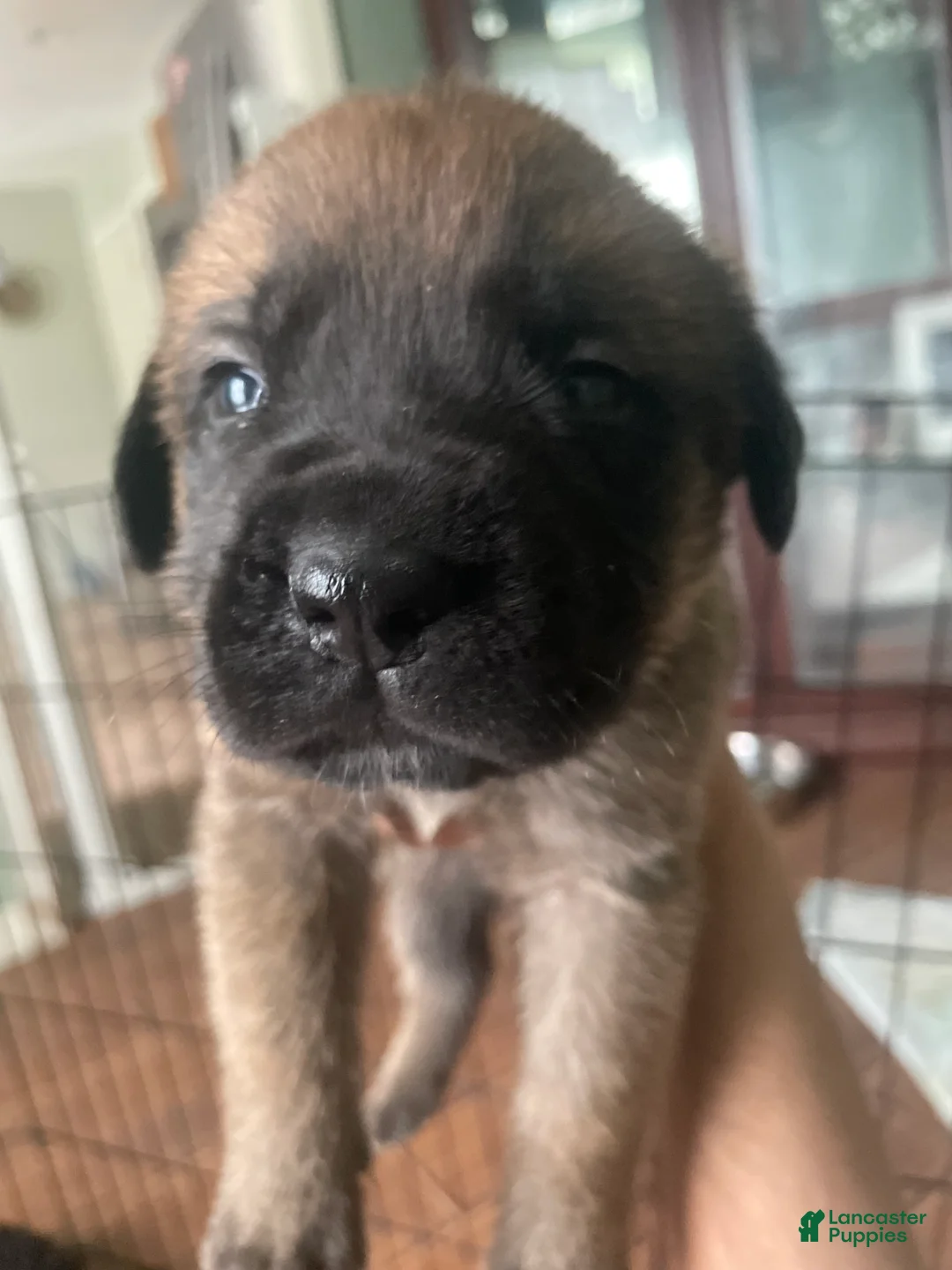 English Mastiff dogs for sale: English Mastiff 1 - Ad 2