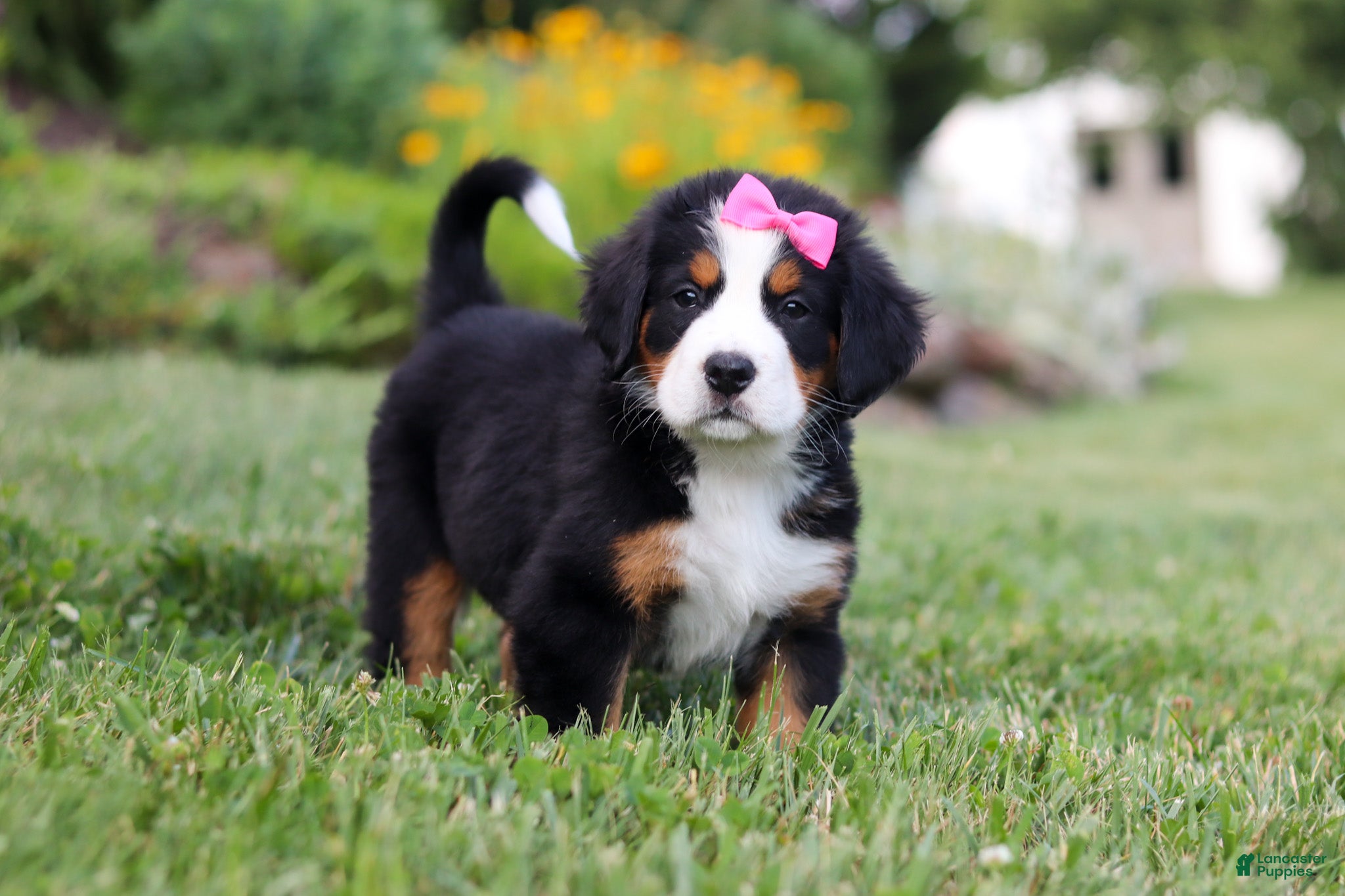 Bernese Mountain Dog dogs Heidi - Ad 34