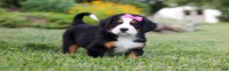 Bernese Mountain Dog dogs for sale: Heidi - Ad 1