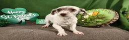 Havapoo dogs for sale: Havapoo 2 - Ad 7