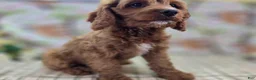 Cavapoo dogs for sale: Iceberg - Ad 28