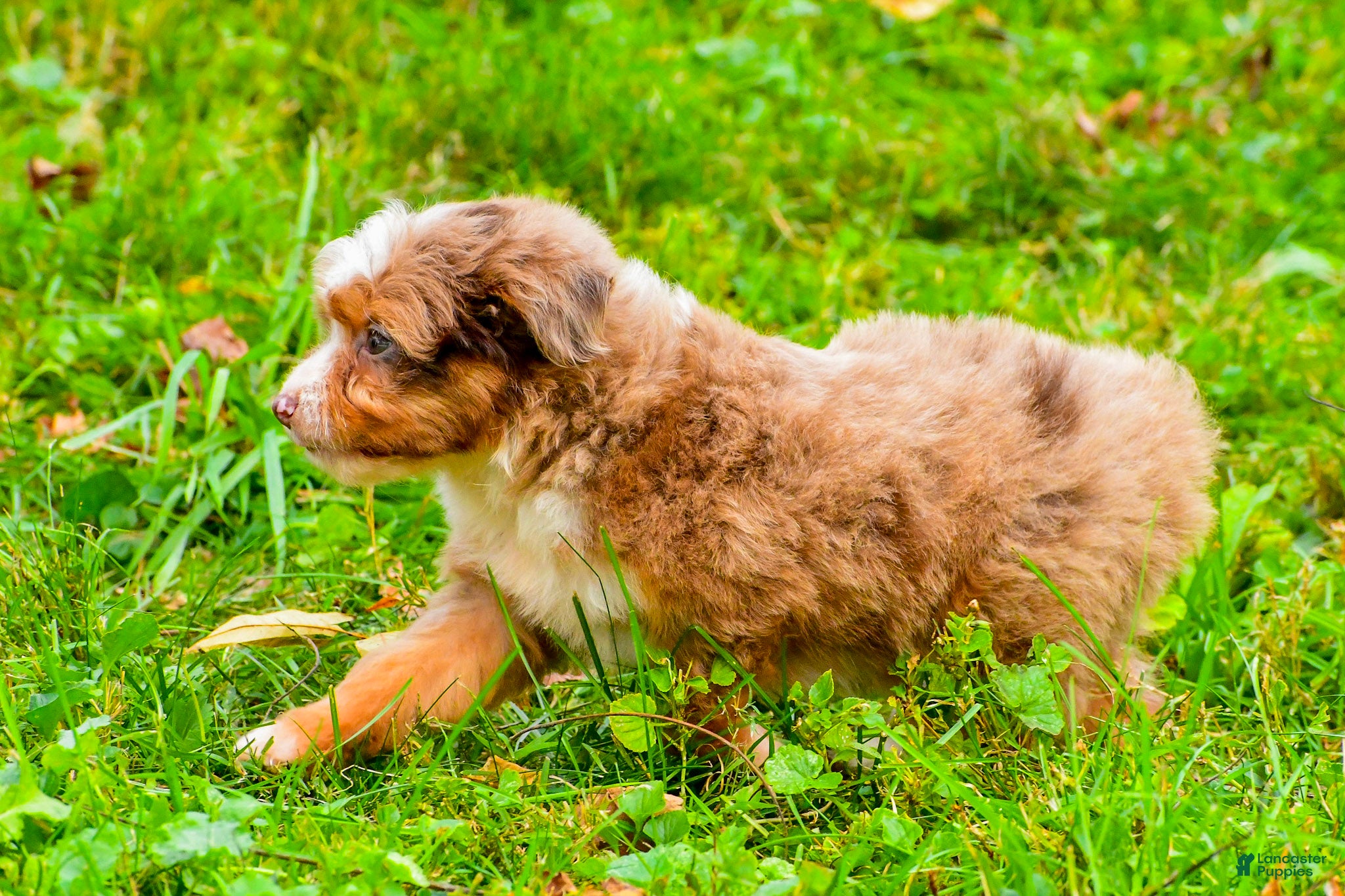 Mini Aussiedoodle dogs for sale: Lani - Ad 2