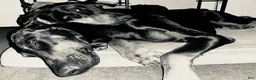 Doberman Pinscher dogs for sale: Green Collar Dobie - Ad 14