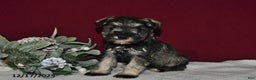 Miniature Schnauzer dogs for sale: Roxy - Ad 2