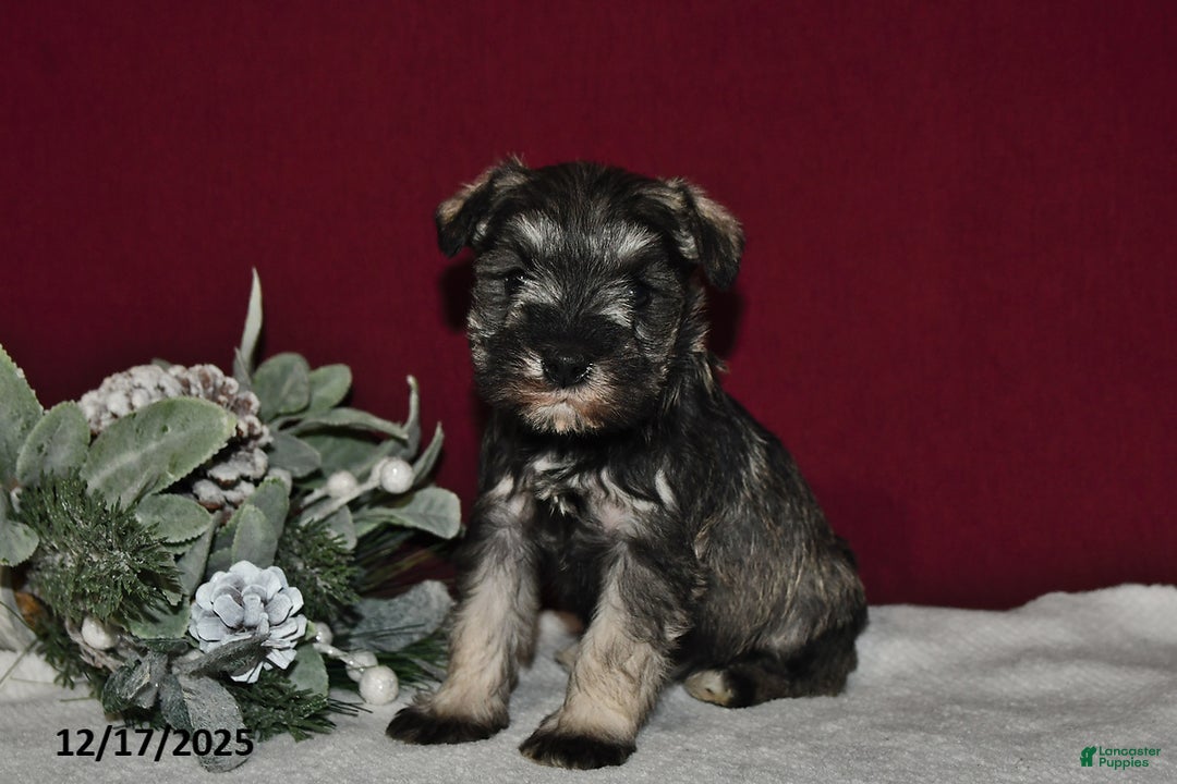 Miniature Schnauzer dogs for sale: Roxy - Ad 2