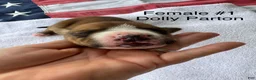 American Bulldog dogs for sale: Dolly Parton/ Female #1 - Ad 3