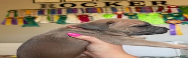 Cane Corso Female 4 (Pink)