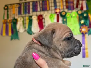 Cane Corso dogs Cane Corso Female 4 (Pink) - Ad 7