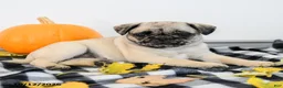Pug dogs for sale: Polly - Ad 5