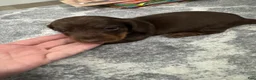 Miniature Dachshund dogs for sale: Miniature Dachshund 2 - Ad 7