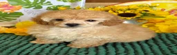 Toy Poodle dogs for sale: Fluff Boy - Ad 3