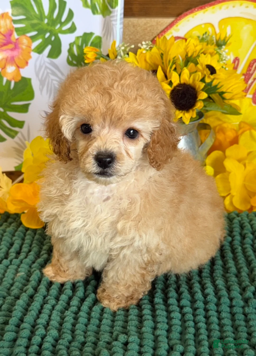 Toy Poodle dogs for sale: Fluff Boy - Ad 3