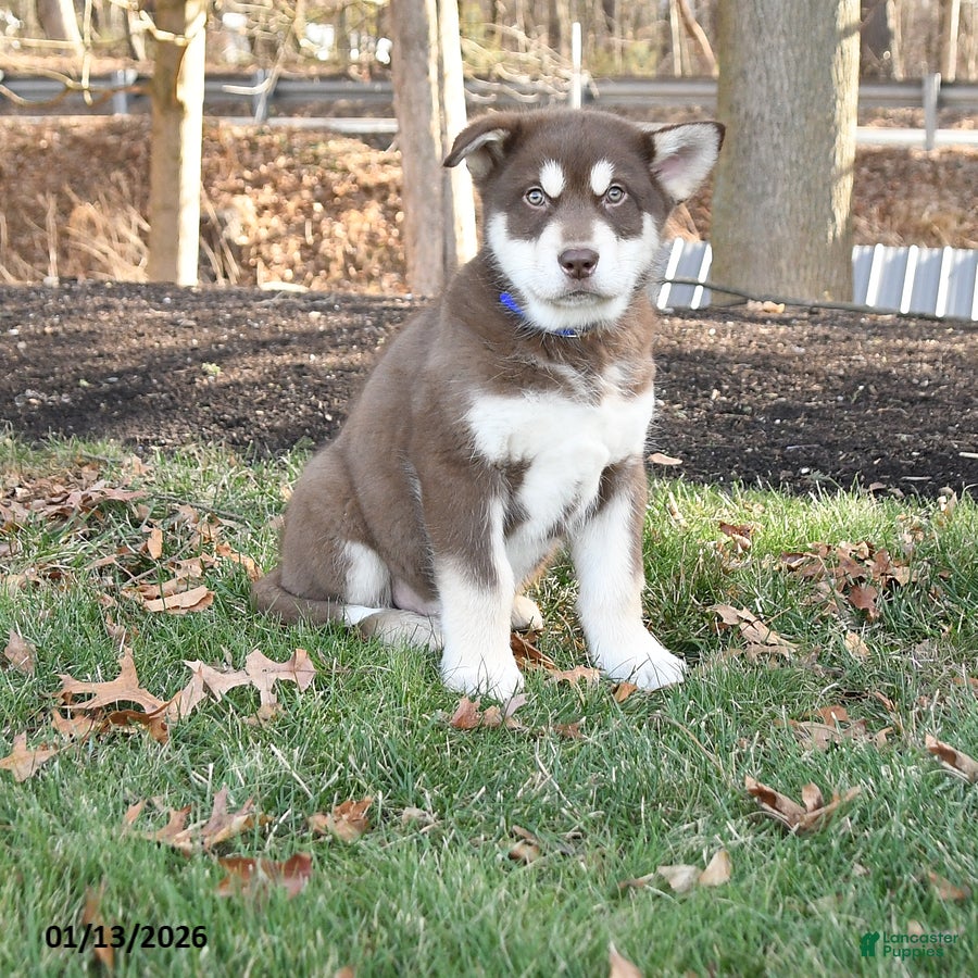 Alaskan Malamute dogs Samuel - Ad 21