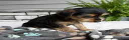 Morkie dogs for sale: Wesley - Ad 5