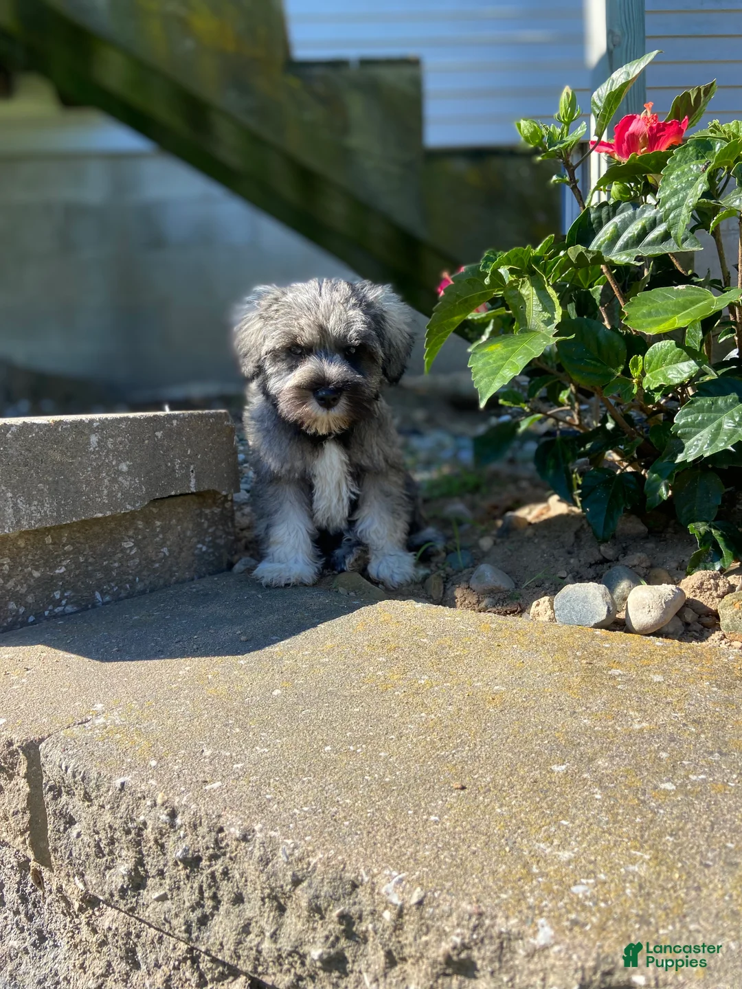 Miniature Schnauzer dogs for sale: Dean - Ad 2