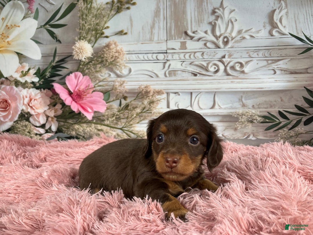 Miniature Dachshund dogs for sale: AKC-Porter - Ad 6