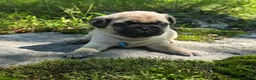 Pug dogs for sale: Jack - Ad 8