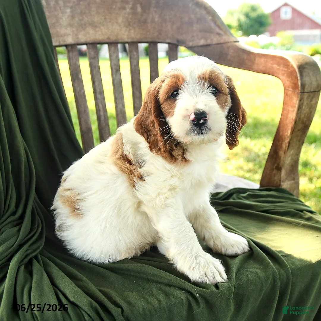 Goldendoodle dogs for sale: Bradford - Ad 1