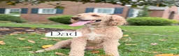 Goldendoodle dogs for sale: Riley  - Ad 8