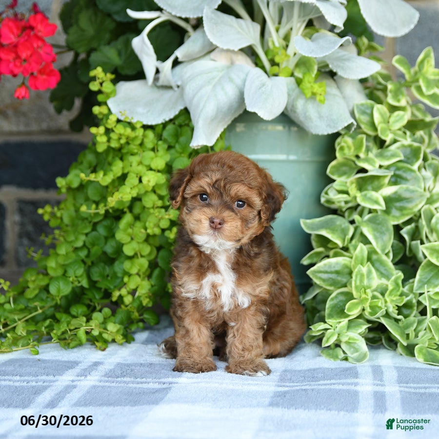 Havapoo dogs Midge  - Ad 2